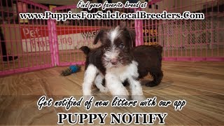 CHOCOLATE MINI SCHNAUZER PUPPIES FOR SALE, GEORGIA LOCAL BREEDERS, GWINNETT COUNTY, GA