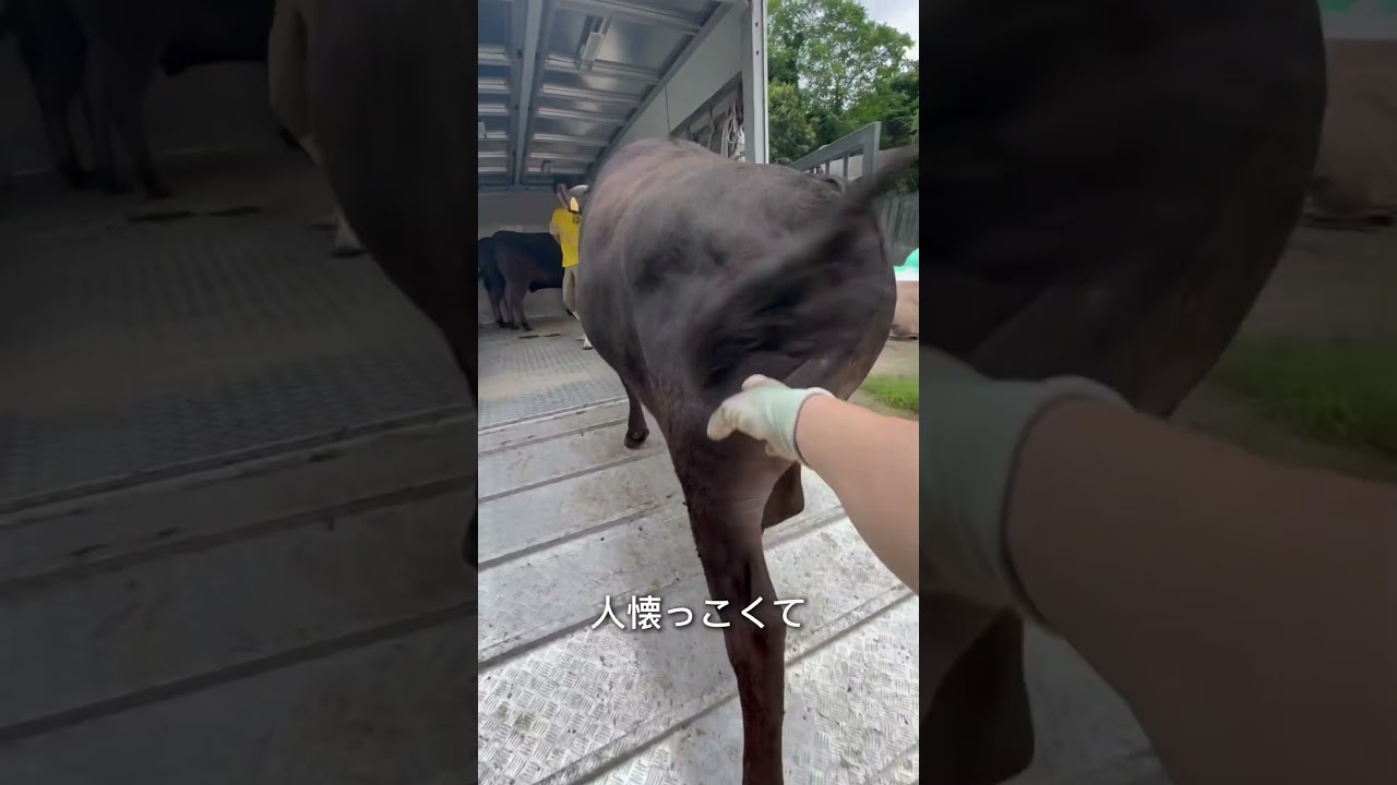 【牛の出荷】食卓に並ぶお肉の過程