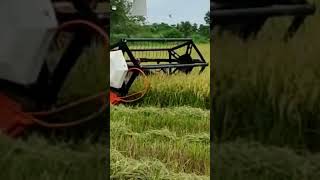 Shaktiman Paddy Harvester #shorts #agriculture #trending #paddy #shaktiman #kisan