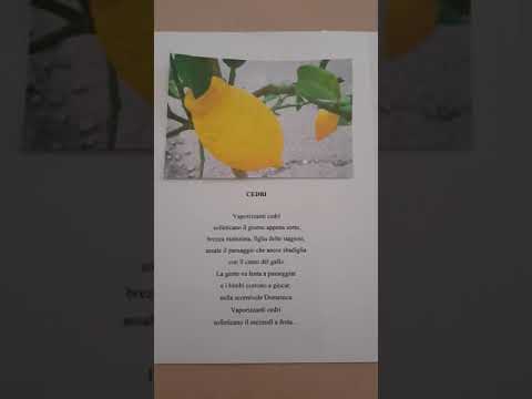 Poesia Cedri 