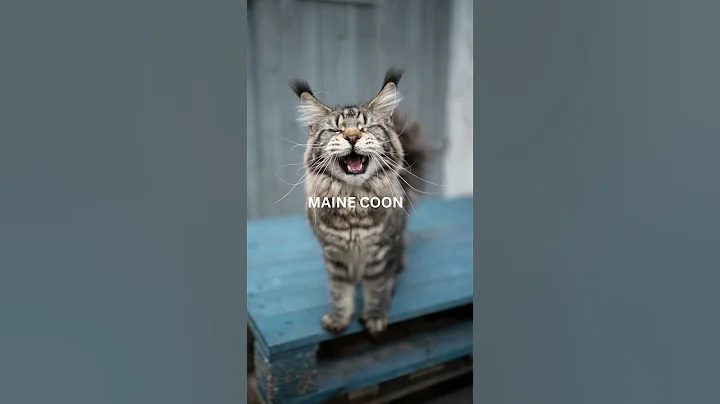 Video 10257031: maine coon, burmese, cat talking, breed