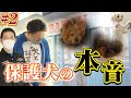 【実践】保護犬とお話してみた！