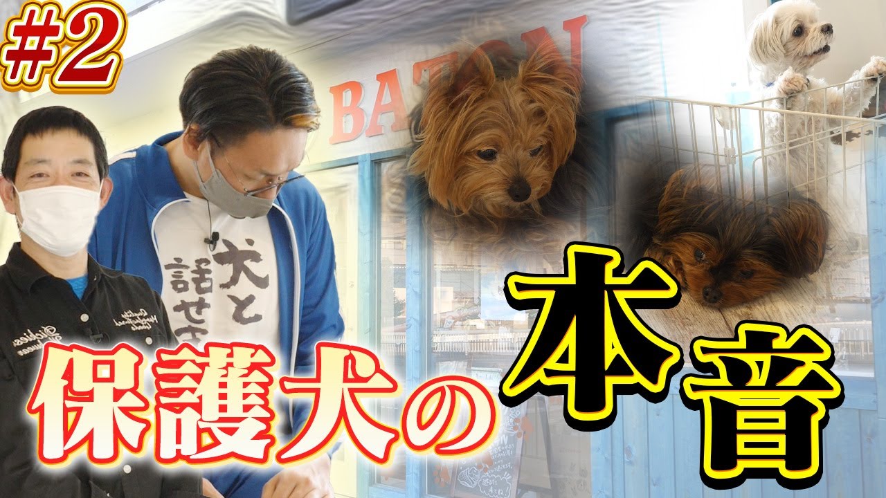 【実践】保護犬とお話してみた！