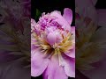 Pink Peony Blooms Time Lapse Close Up Witness The Beauty Unfold 4k Nature Timelapse Flowers Pink Peony Blooms Time Lapse Close Up Witness The Beauty Unfold 4k Nature Timelapse Flowers