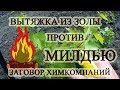 🍇 Зола ПОБЕЖДАЕТ милдью? БАБУШКИН  рецепт. Народное средства. Вытяжка из золы.