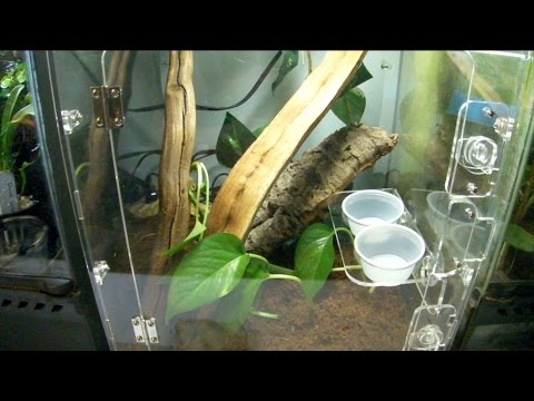 leachianus enclosure