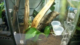 Leachianus Gecko Setup: How to!