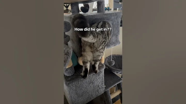 Video 11343171: kitten cutecat pets meow, cat meow pets cutecat, pets meow funny cutecat, home pets cat kittens, pets meow cute kitten, cat kitten tiger, sleeping cat cutecat