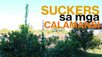 How Suckers Destroys your Citrus Tree [Spot them Early and Remove]