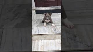 American bully pocket size male 14000