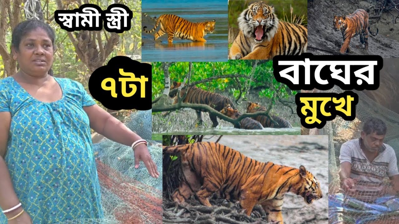 রয়েল বেঙ্গল টাইগার ছয় জনের সামনে ভয়ংকর আক্রমণ করল।সুন্দরবন।Tiger attack in Sundarban forest