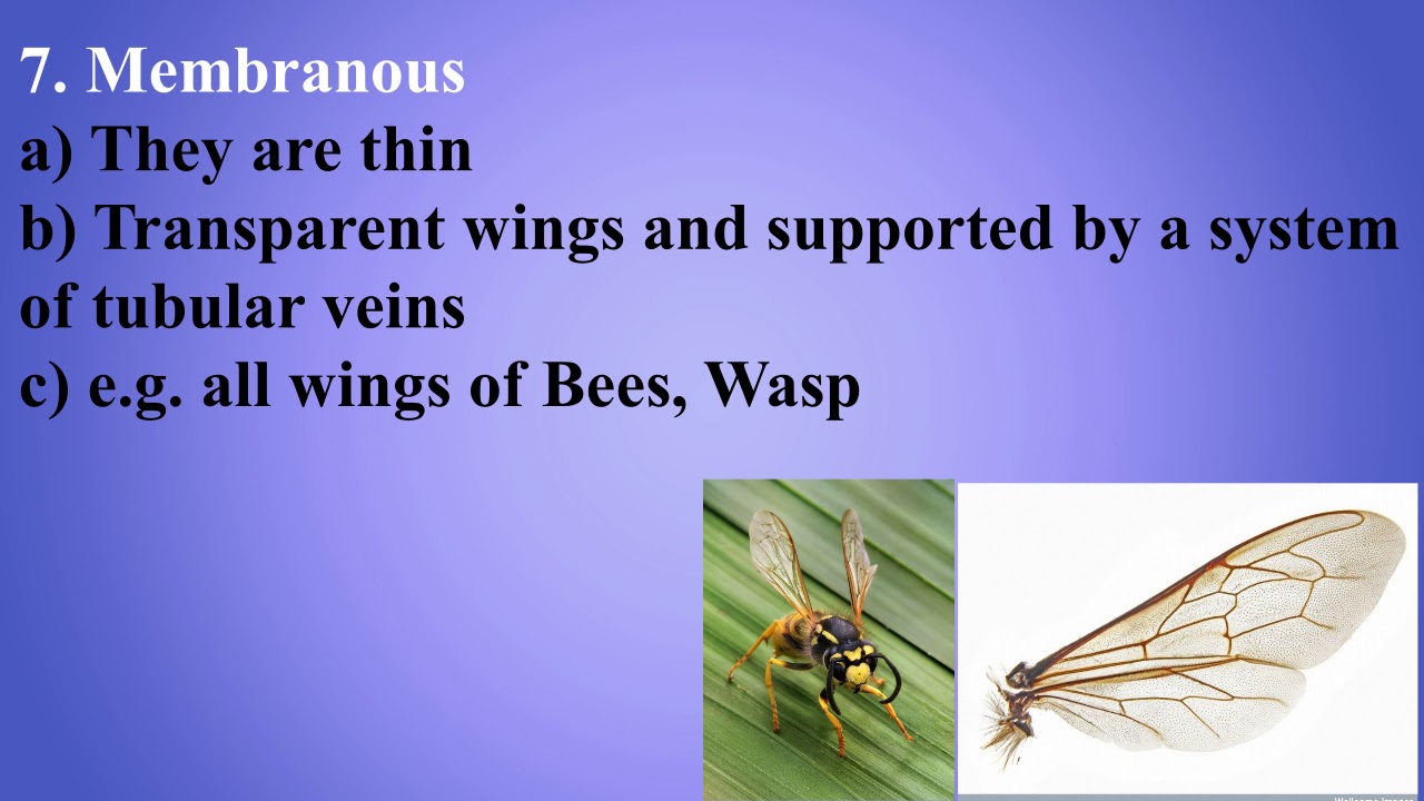 مختبر الاجنحة في الحشرات  Insect wings / تقديم المدرس الفت تحسين ياسين
