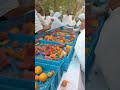 Menjelang Maghrib Wukuf Arofah Banyak Dibagikan Souvenir, Buah Buahan, Snack dll. #Arofah