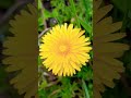 Dandelion