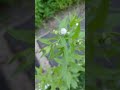 Flower buds on a tall stalk. Look. Enjoy! #christines #nature #flowers #plants