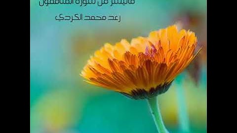 ماتيسر من سورة المنافقون رعد الكردي
