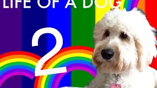 LIFE OF A DOG // THE SEQUEL