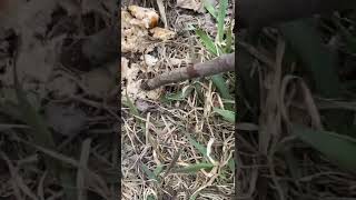 Котлетами С Опасными Таблетками Травят Собак Неизвестные В Южно-Сахалинске