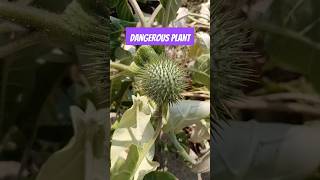 dangerous plant shorts ytshorts shortvideo
