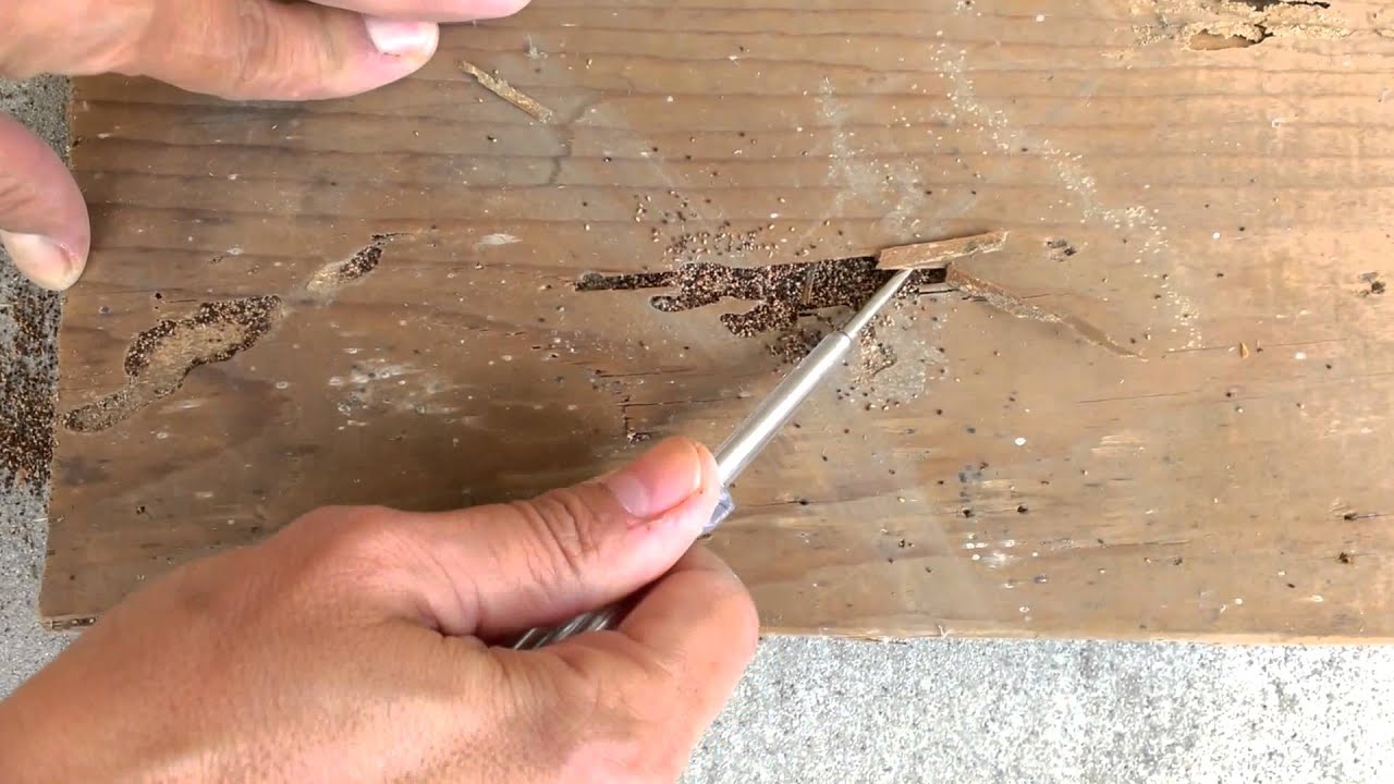 Failed Termite Fumigation Or Filtering Frass Thrasher Termite