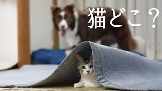 【ひょっこり】子犬と子猫の一生懸命なかくれんぼが可愛すぎる/Border Collie Puppy & kitten【hide & seek】 by ゆに&メッシ.DOG&CAT 401 views 2 years ago 6 minutes, 27 seconds