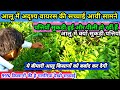 आलू के किसानों को अब ये बीमारी बर्बाद कर देगी बचालो || aalu ki kheti | aalu me sukora rog kaise roke