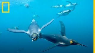 MAGNÍFICAS Imágenes de PINGÜINOS REY nadando junto a un BUZO | National Geographic en Español