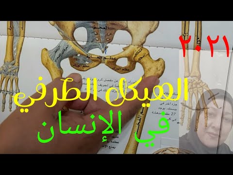 الهيكل الطرفى فى الانسان بالتفصيل مع تصحيح بعض الاخطاء التى وردت فى كتاب الامتحان2021 أ صفاء فاروق