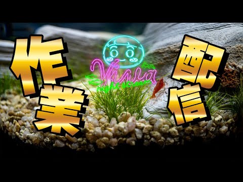 【作業配信】超美麗熱帯魚ライブ映像のアクアリウム雑談配信 【ビバアクア】 #アクアリウム