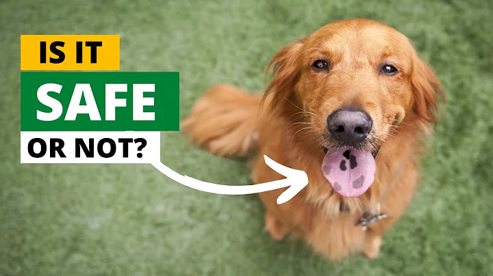 Why Some Golden Retrievers Have A Black Spot On Their Tongue? - DayDayNews