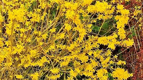 Quand et comment tailler le forsythia ?