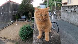 感動猫動画 のライブ配信