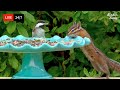  247 live cat tv for cats to watch  so cute birds chipmunks squirrels in 4k
