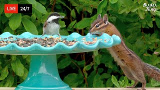 🔴 24/7 LIVE: Cat TV for Cats to Watch 😺 So Cute Birds Chipmunks Squirrels in 4K screenshot 5