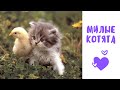 Самое доброе видео Милые котята #5