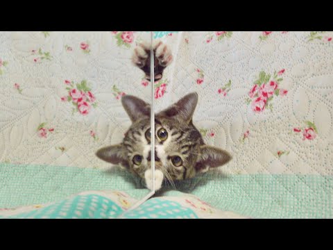 初めて自分の姿を知ってしまった子猫の反応はこうだった。。