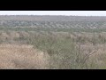 Саксаульные леса спасают в Туркестанской области