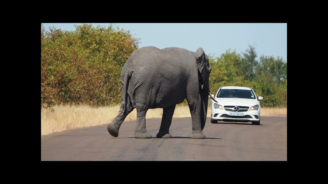 Letaba Kruger South Africa 
