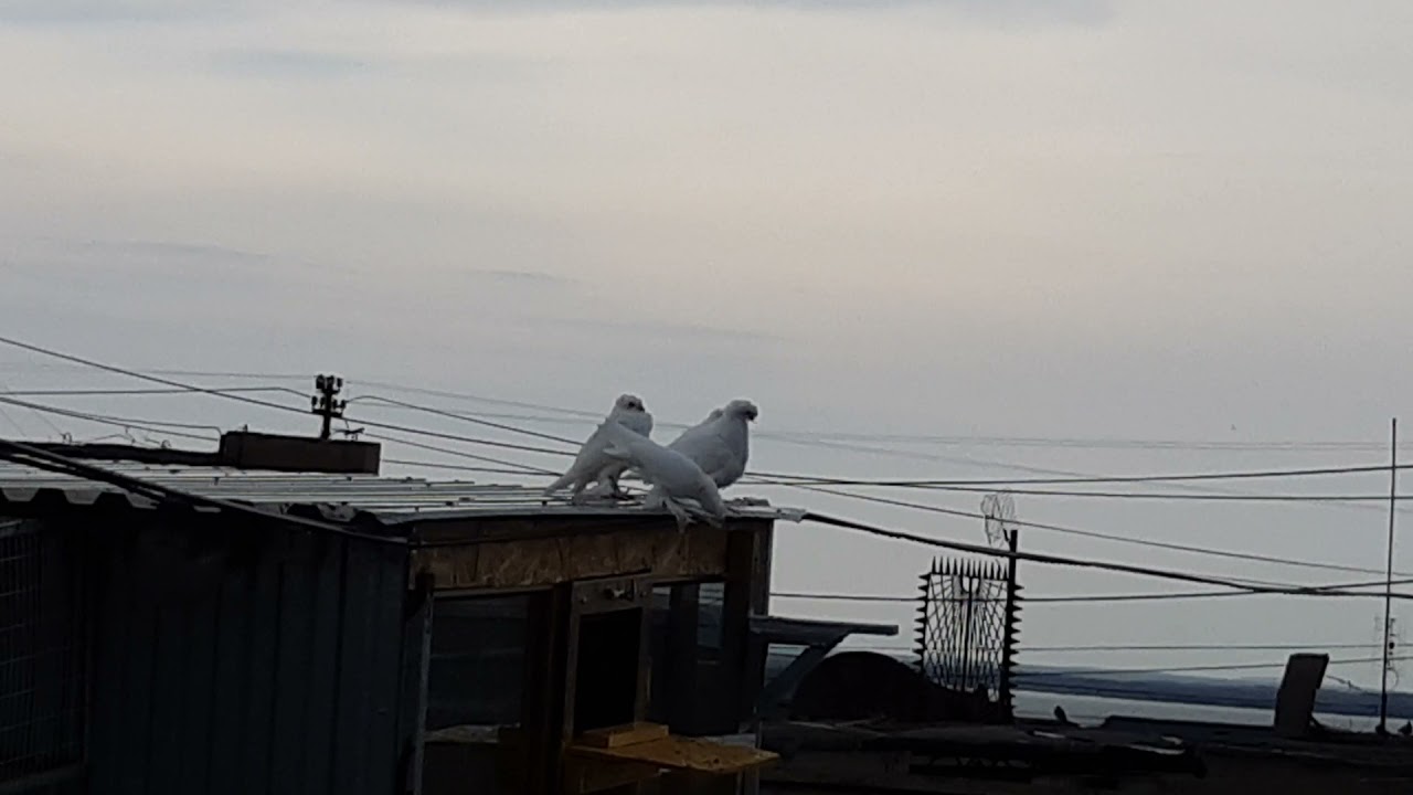 двухчубый пескун гребун