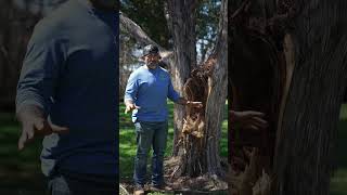 Broken tree but not because of the wind - Tree Removal in Flower Mound, TX