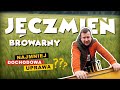 JĘCZMIEŃ BROWARNY - NAJMNIEJ DOCHODOWA UPRAWA?