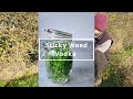 Foraging UK - Sticky Weed (Gallium Aparine)