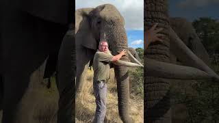 Download Lagu This fun fact about Mak is worth knowing - 40,000 muscles in this huge trunk! 🐘🤠 MP3 Download Lagu This fun fact about Mak is worth knowing - 40,000 muscles in this huge trunk! 🐘🤠 MP3