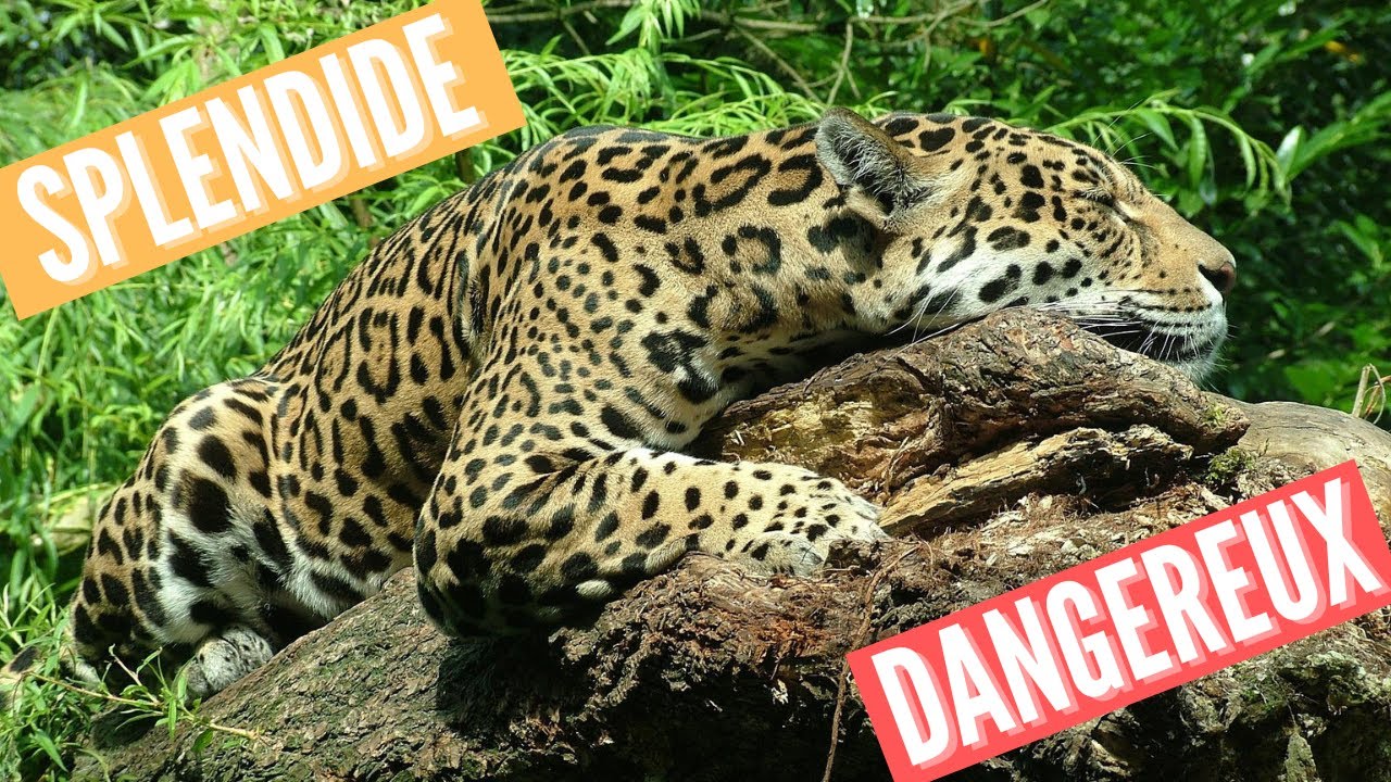 Le rêve du jaguar - Poème SPLENDIDE sur ce Fauve de Leconte de Lisle