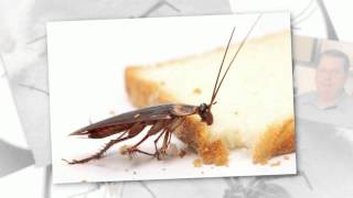 Jefferson Ga Residential Pest Control Services | Holders Pest & Wildlife Removal