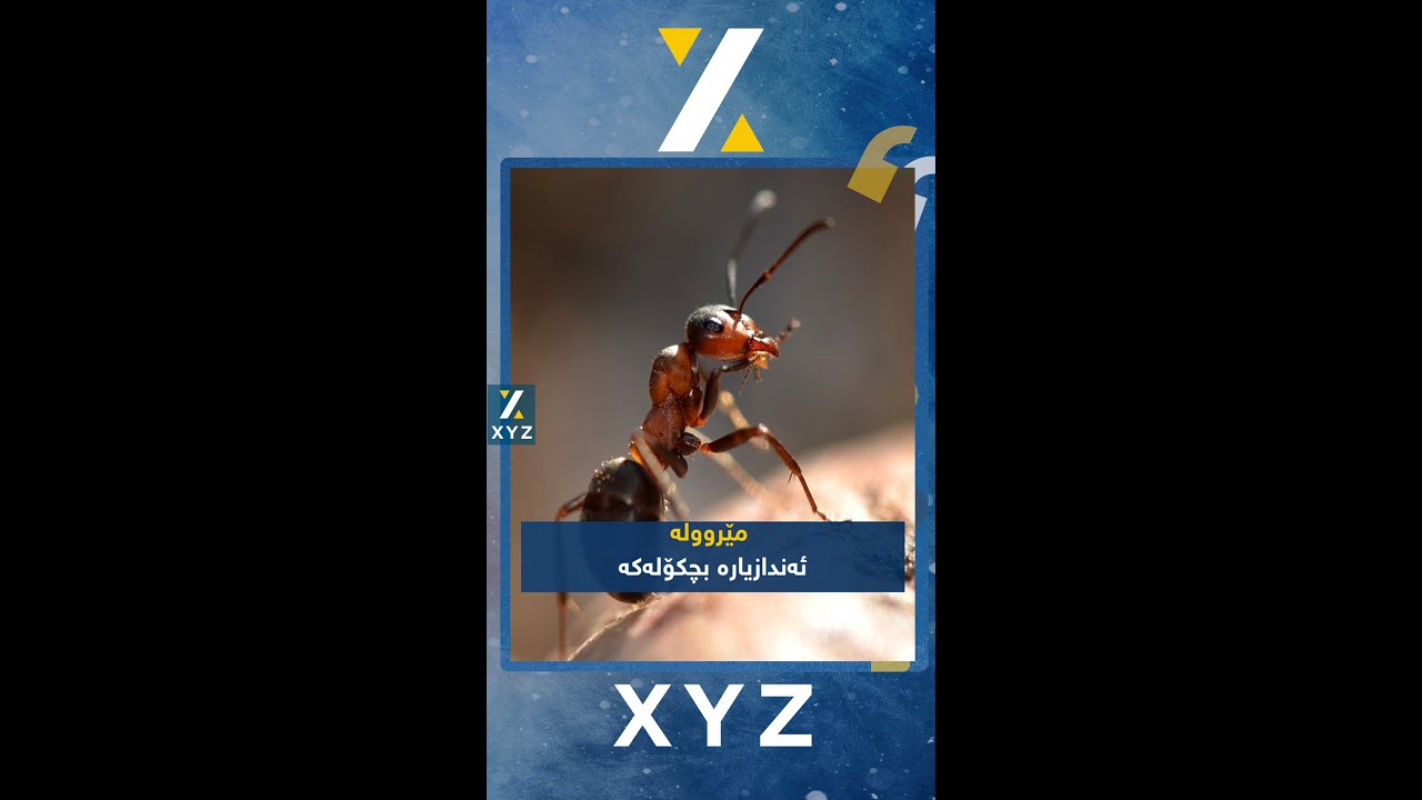 مێروولە، ئەندازیارە بچکۆلەکە