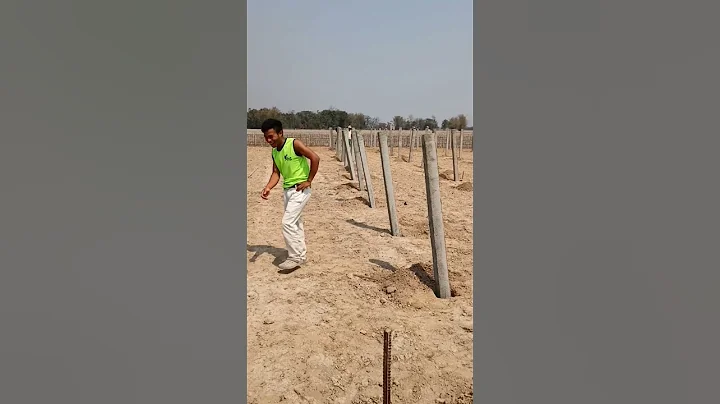 HOW DID I SETUP MY DRAGON FRUIT FARM| Dragon fruit farming |  #shorts #dragon