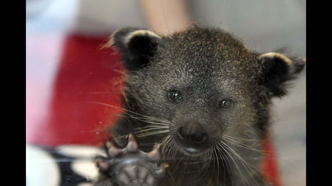 Cincinnati Zoo Announces New Baby Bearcat And Uc Mascot Youtube