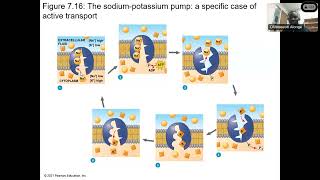 Chapter 7 Membrane Structure & Function Part 2