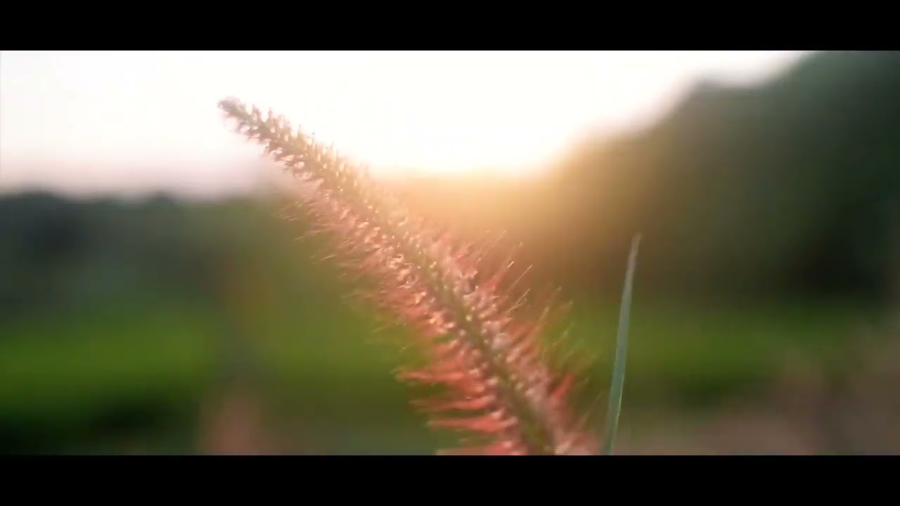 4K Nature Escape: Cinematic Views with Peaceful Background Music